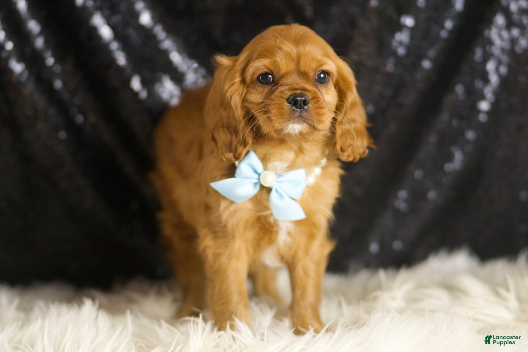 Cavalier King Charles Spaniel dogs for sale: Charmer - Ad 5