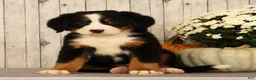 Bernese Mountain Dog dogs for sale: Heidi - Ad 7