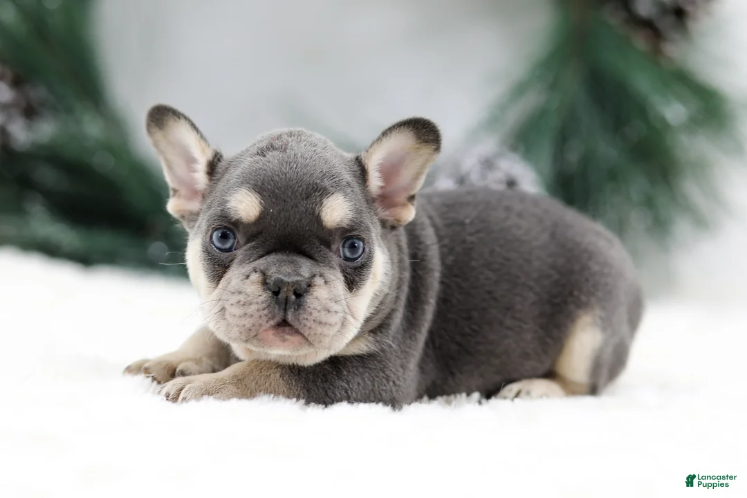 French Bulldog dogs for sale: Kurt - Ad 5