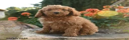 Mini Goldendoodle dogs for sale: Lilly - Ad 3