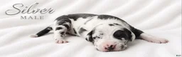 Great Dane dogs for sale: Silver - Ad 2