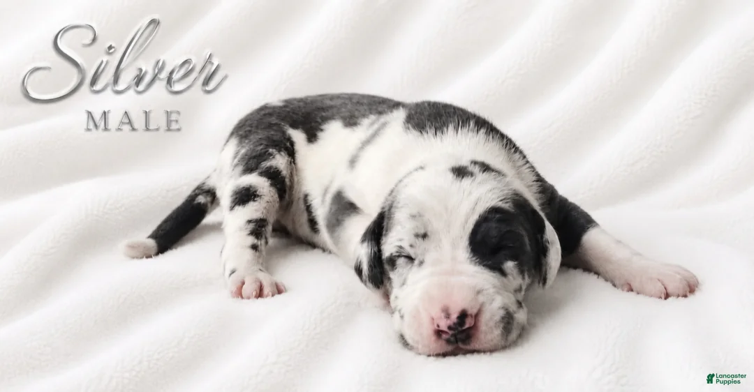 Great Dane dogs for sale: Silver - Ad 2