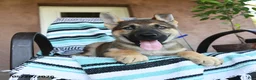 German Shepherd dogs for sale: Gerald - Ad 5