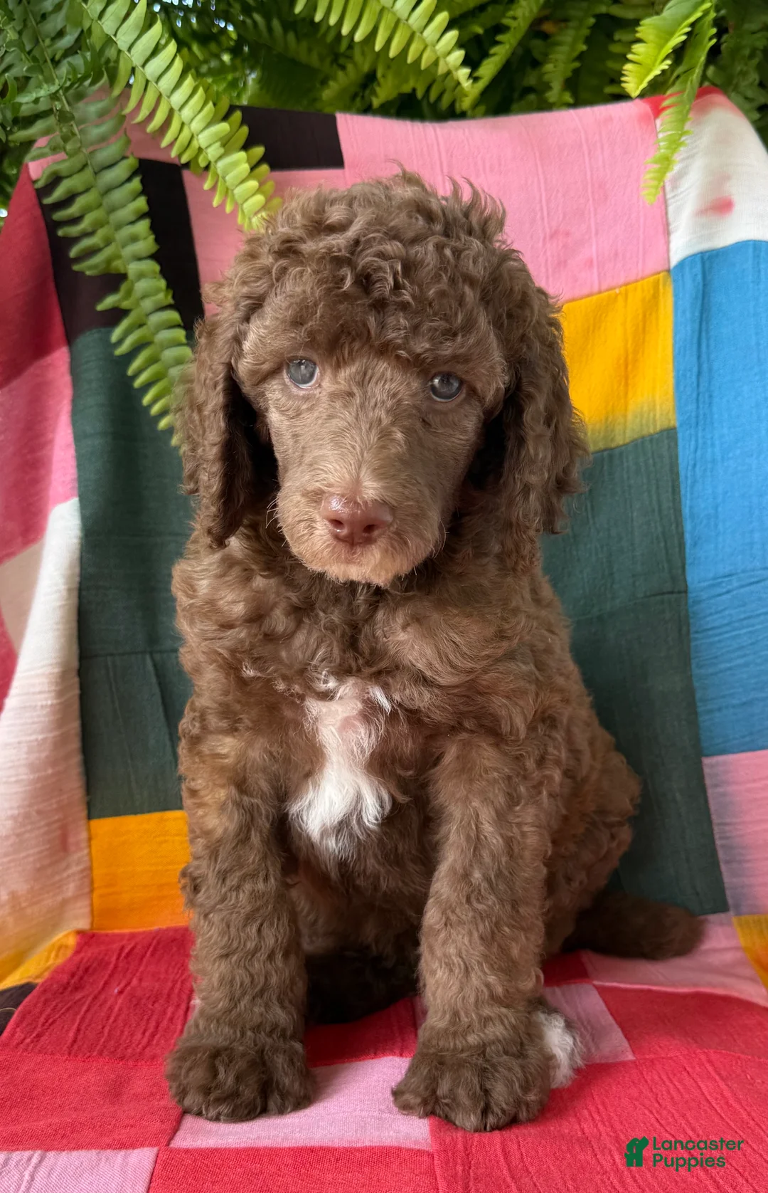 Standard Poodle dogs for sale: Dolce - Ad 1