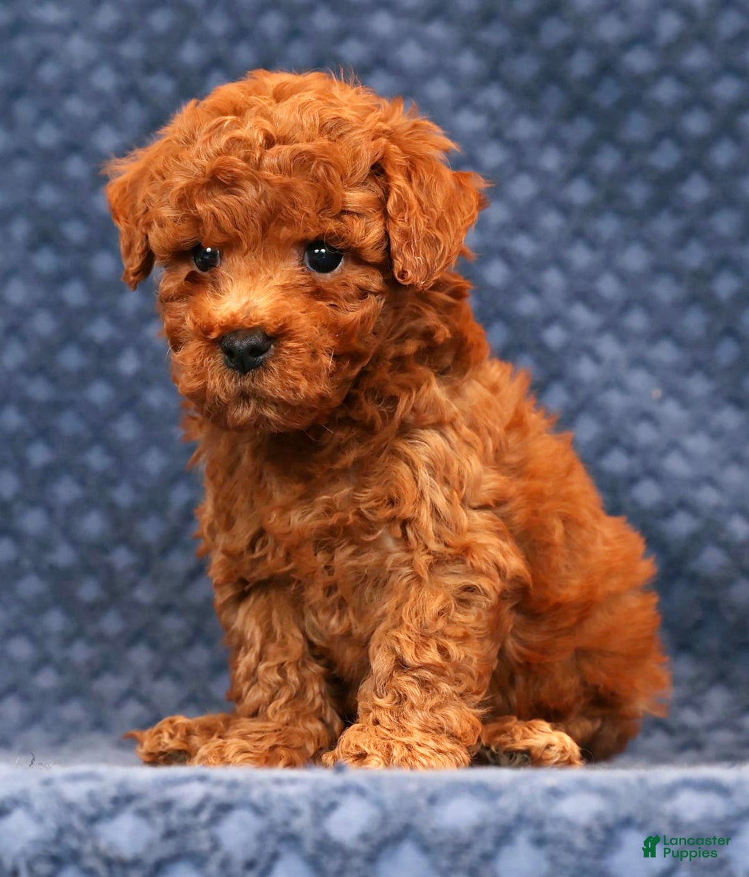 Bichpoo dogs for sale: Elliot - Ad 1