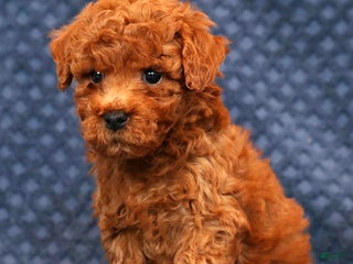 Bichpoo dogs Elliot - Ad 9