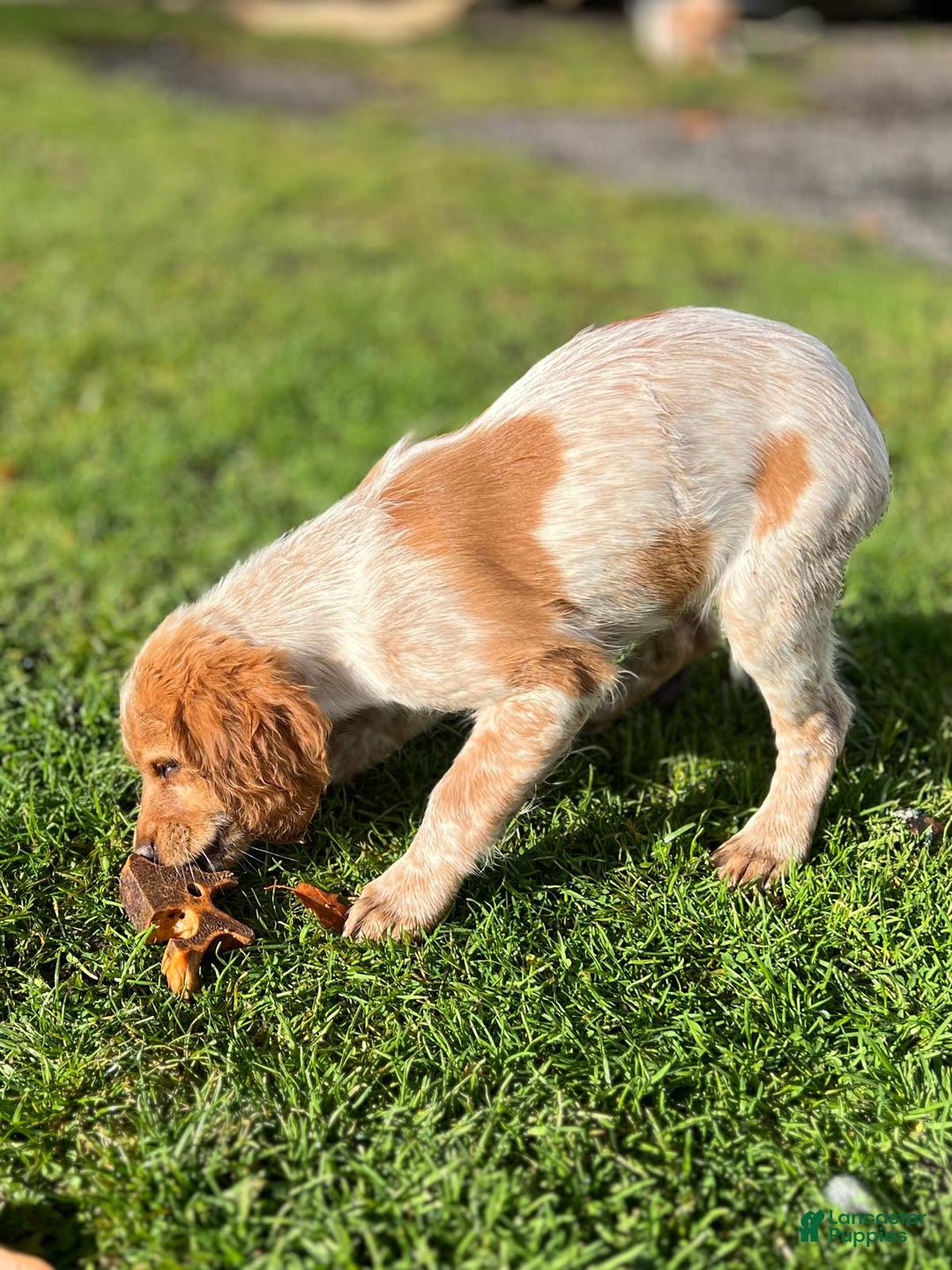 Brittany Spaniel dogs for sale: Autumn - Ad 3