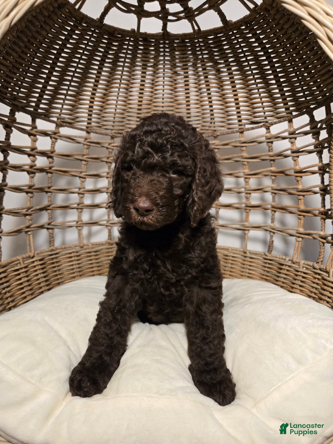 Goldendoodle dogs for sale: Chocolate - Ad 3