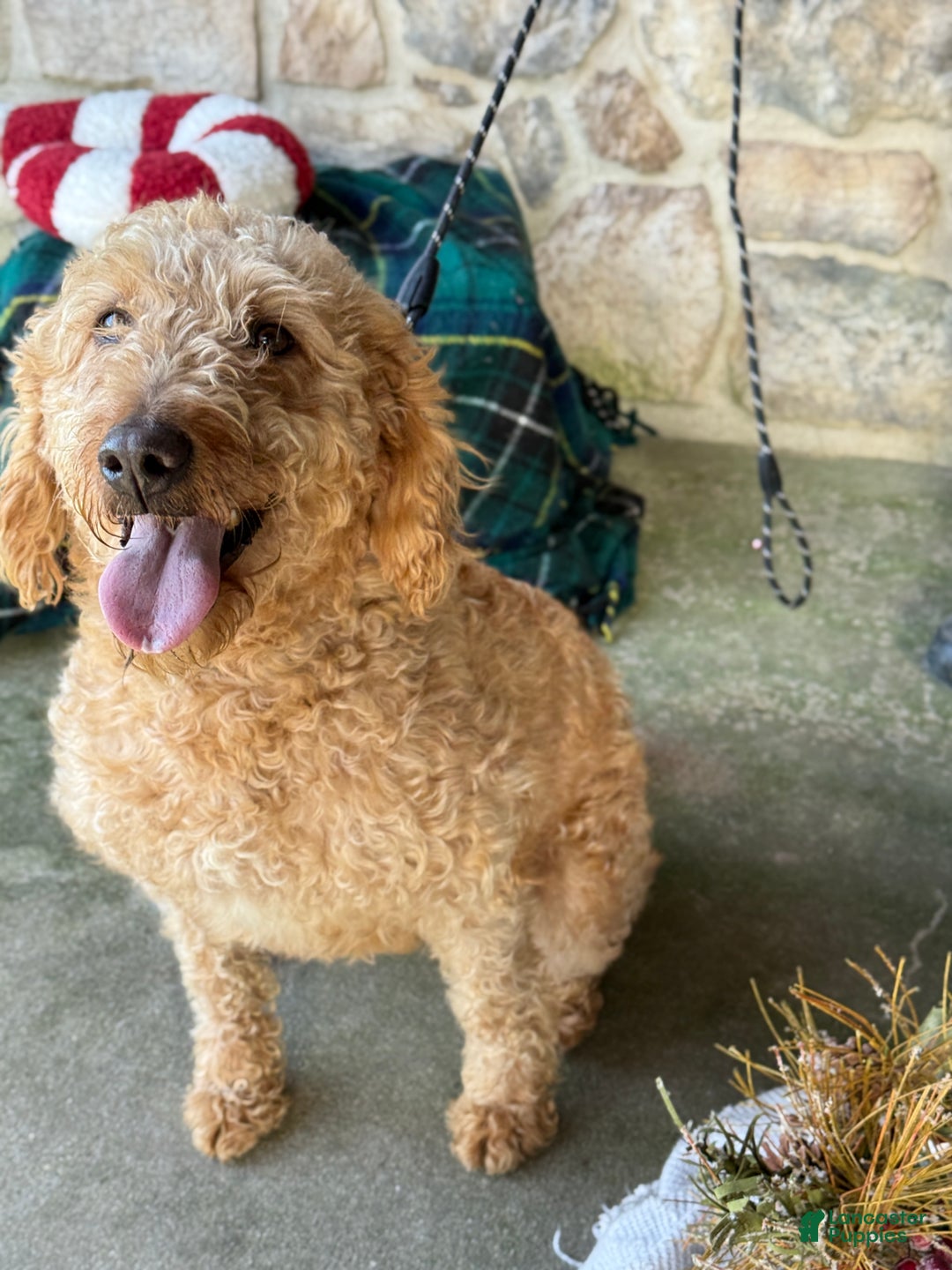 Mixed Breed dogs for sale: Sheba - Ad 7