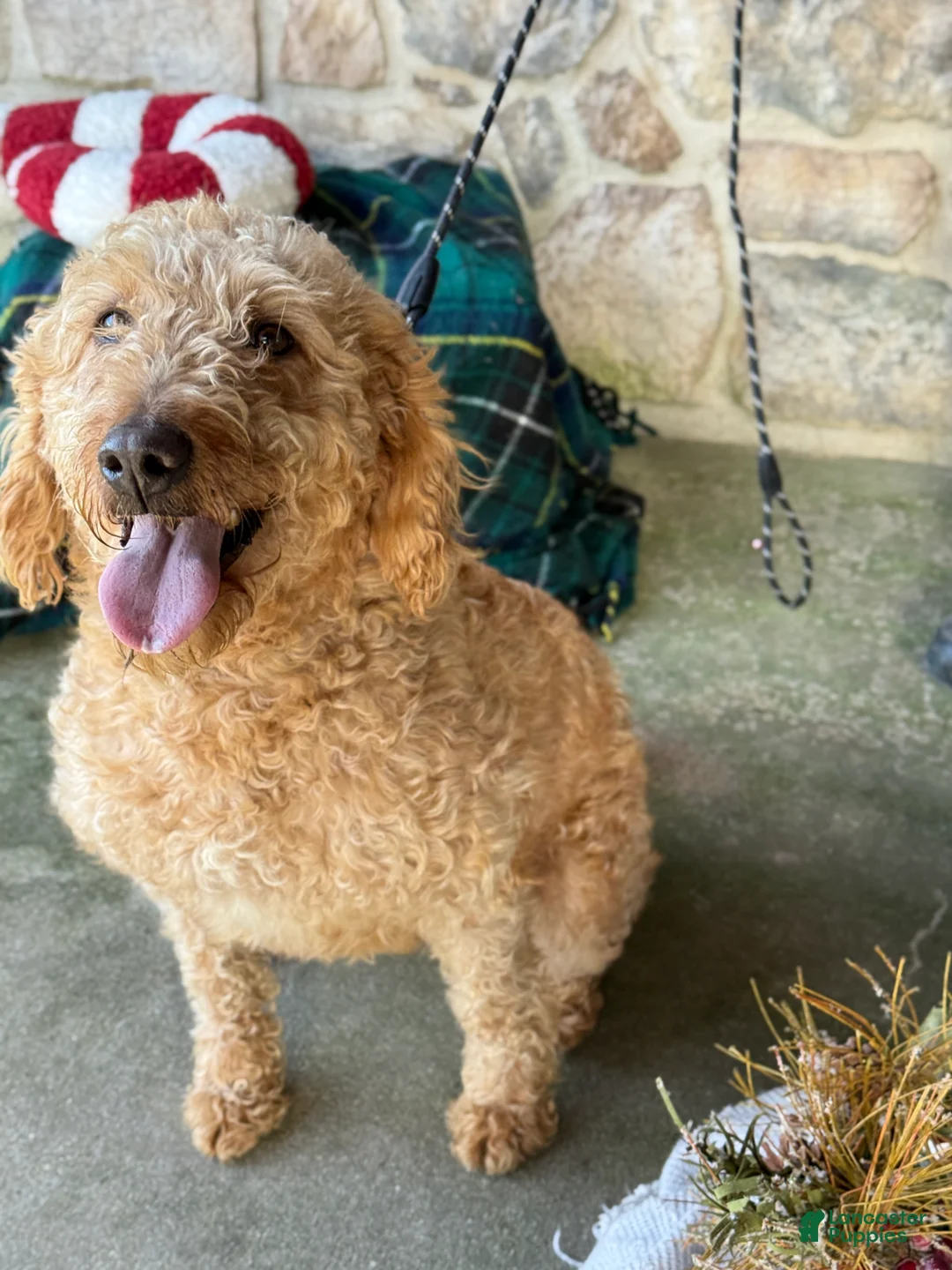 Mixed Breed dogs for sale: Sheba - Ad 7