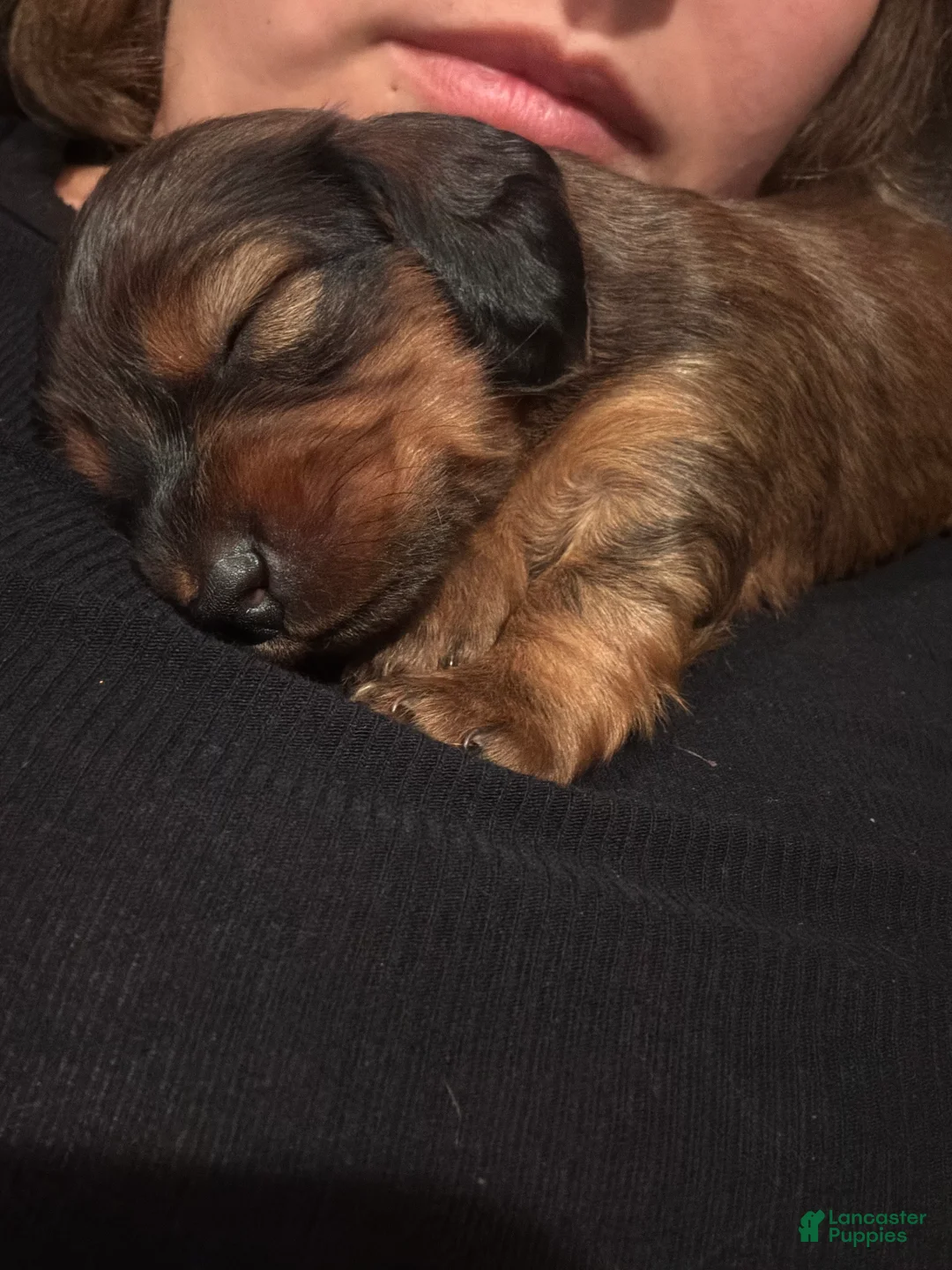 Miniature Dachshund dogs for sale: Zelda - Ad 2