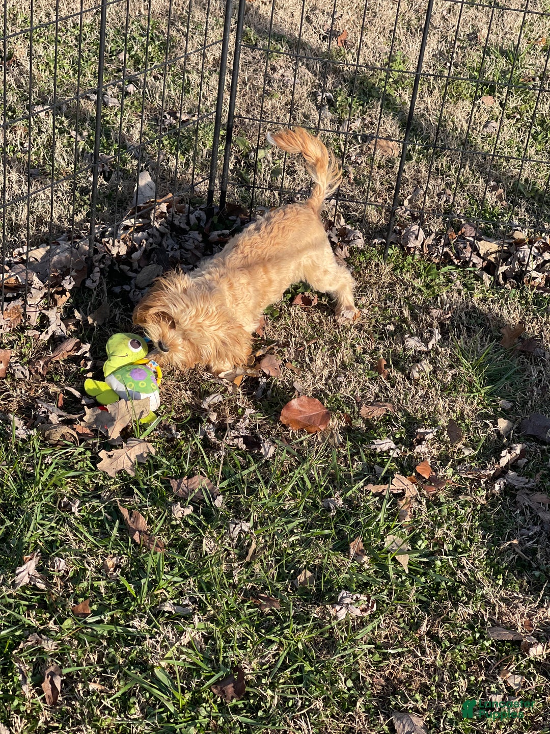 Cavapoo dogs for sale: Cavapoo Puppy 2 - Ad 2