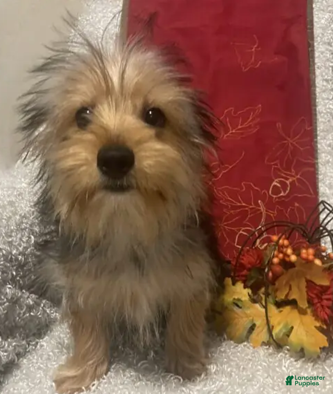 Yorkshire Terrier dogs for sale: Sammy - Ad 6