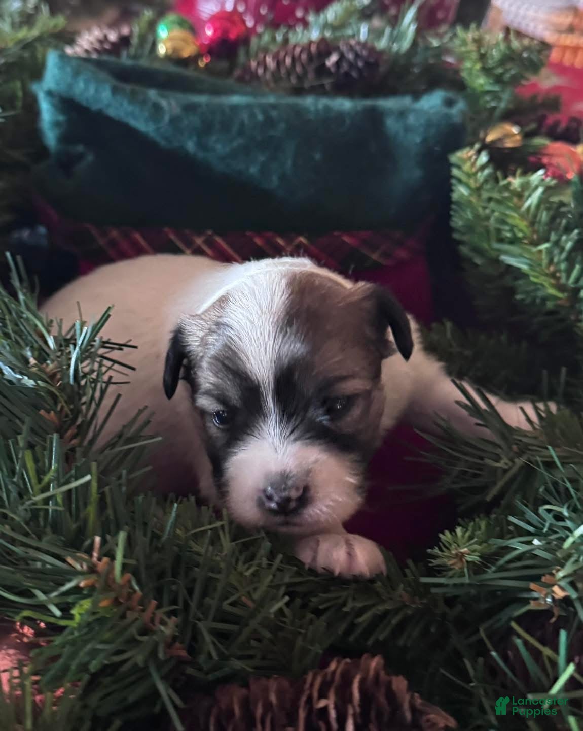 Chinese Crested dogs Chinese Crested Puppy 2 - Ad 2