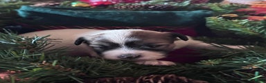 Chinese Crested Puppy 2