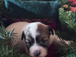 Chinese Crested dogs Chinese Crested Puppy 2 - Ad 2