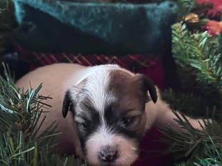 Chinese Crested dogs Chinese Crested Puppy 2 - Ad 3