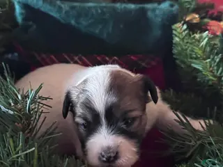 Chinese Crested dogs Chinese Crested Puppy 2 - Ad 8