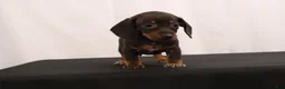Dachshund dogs for sale: Nancy - Ad 4