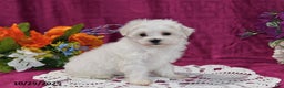 Maltese dogs for sale: Muffin - Ad 2
