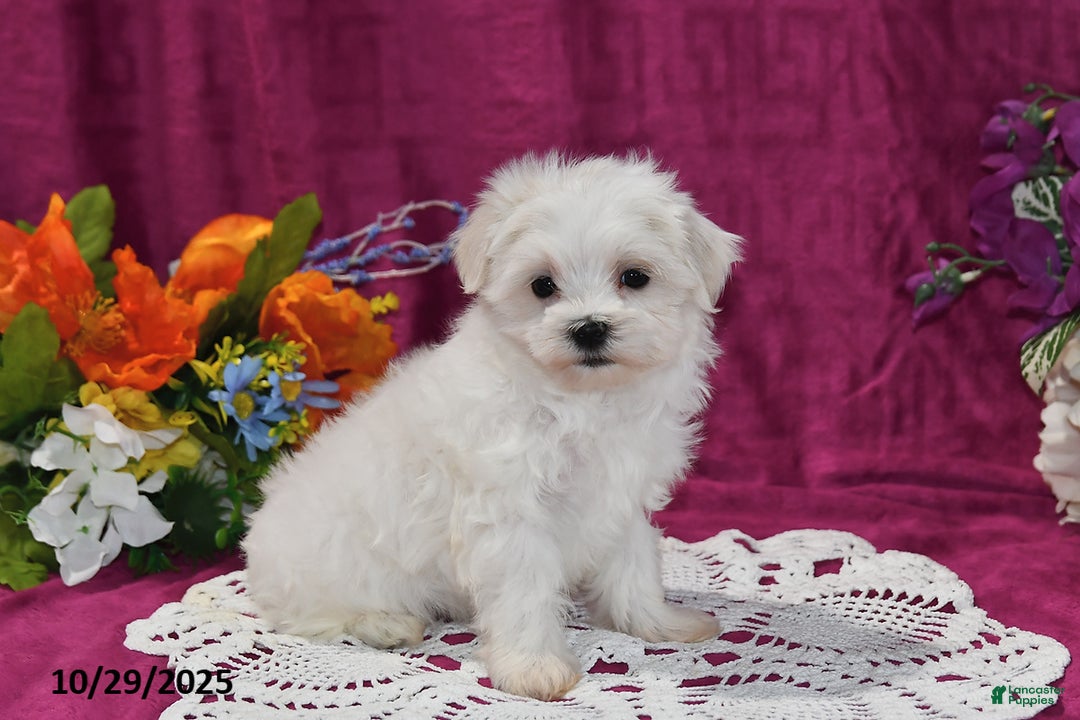 Maltese dogs for sale: Muffin - Ad 2
