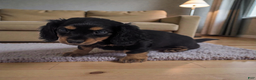 Miniature Dachshund dogs for sale: Delilah - Ad 2