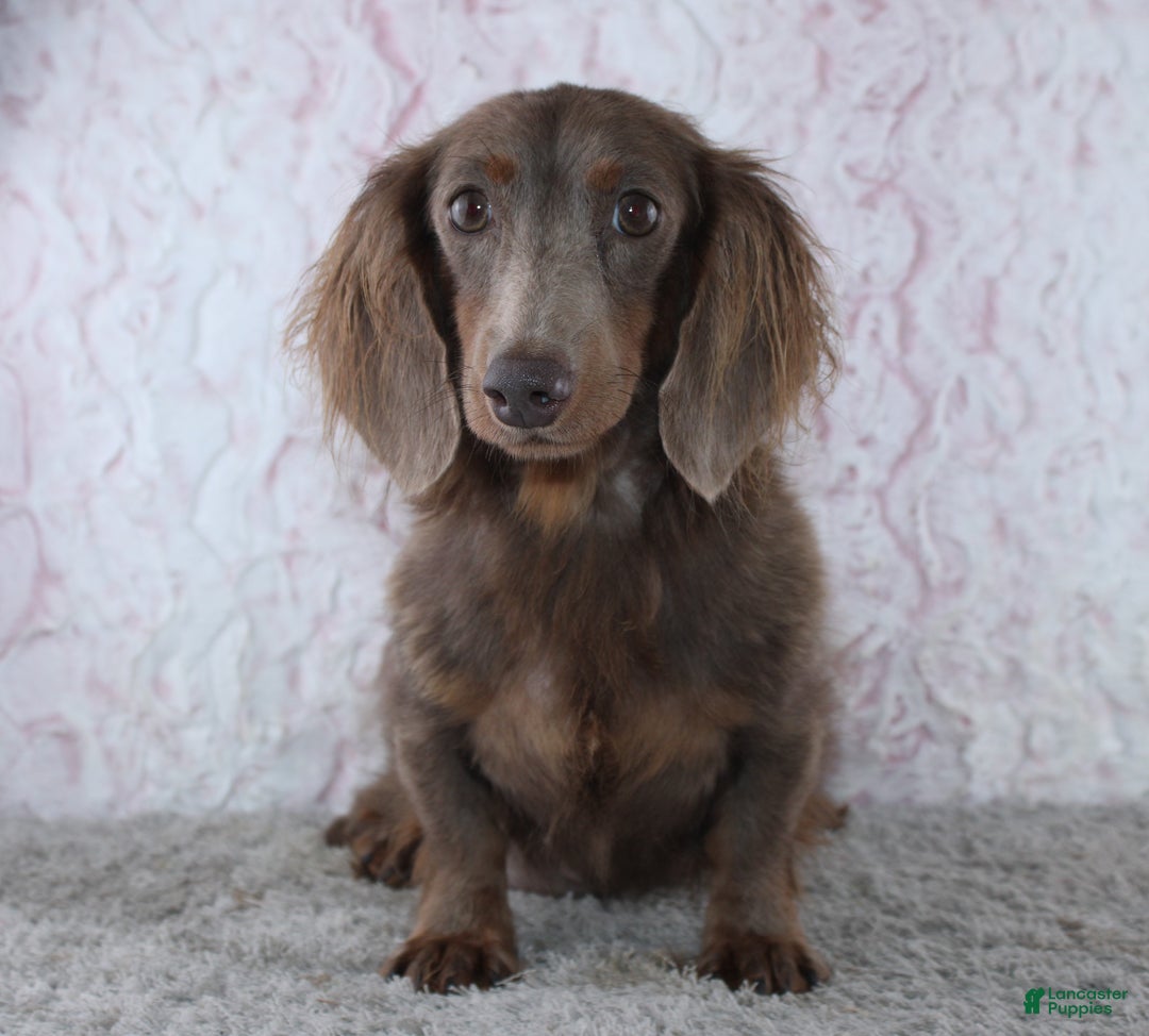 Miniature Dachshund dogs for sale: Jordan - Ad 6