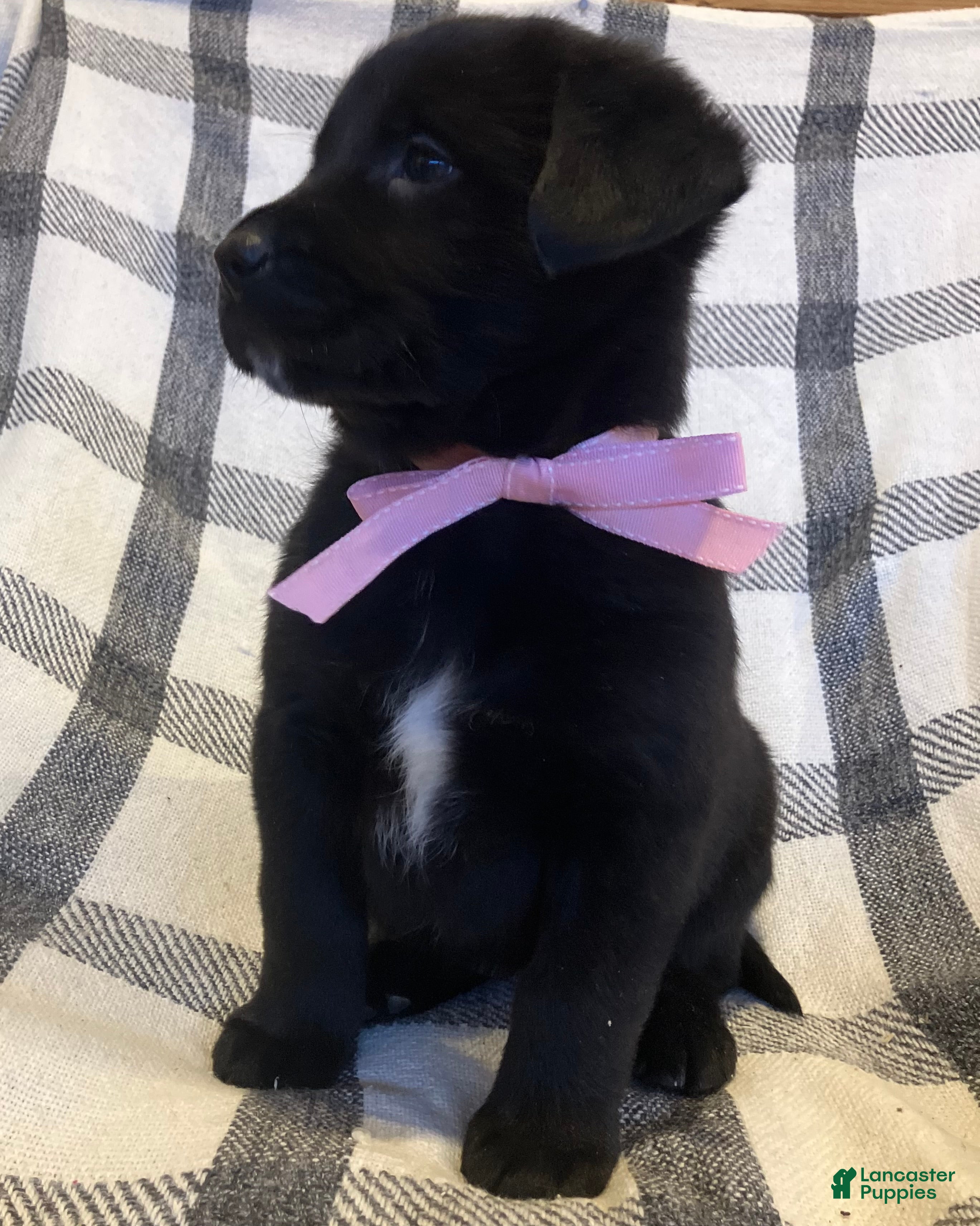 Mixed Breed dogs Cheyenne  - Ad 40