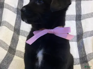 Mixed Breed dogs Cheyenne - Ad 40