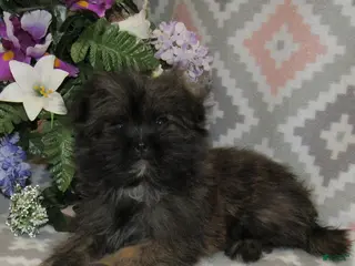 Mixed Breed dogs for sale: Estella - Ad 2