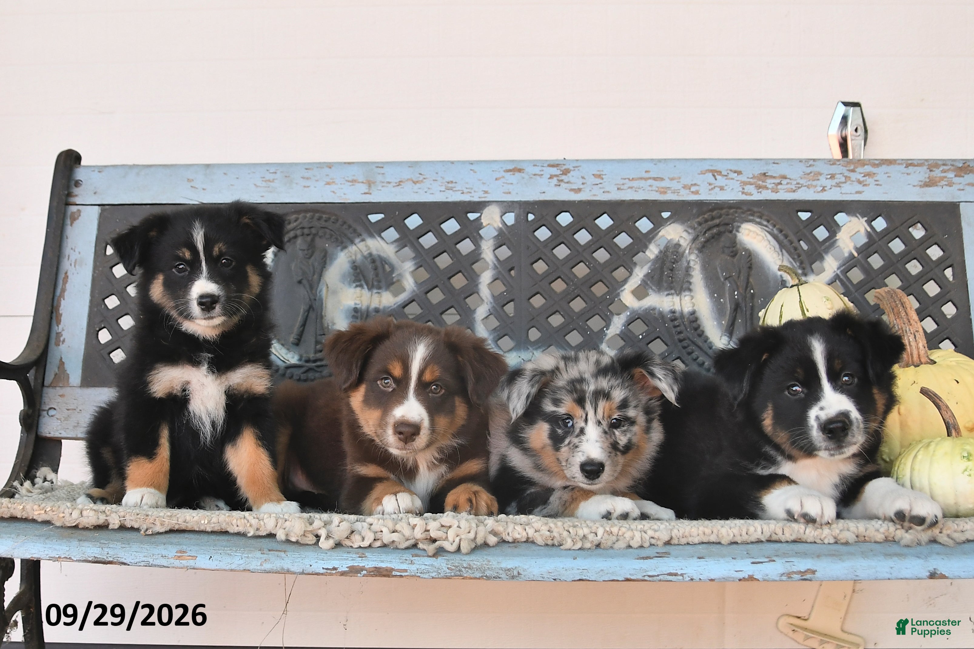Australian Shepherd dogs Trooper - Ad 2
