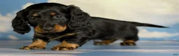 Miniature Dachshund dogs for sale: Paco LH  - Ad 5