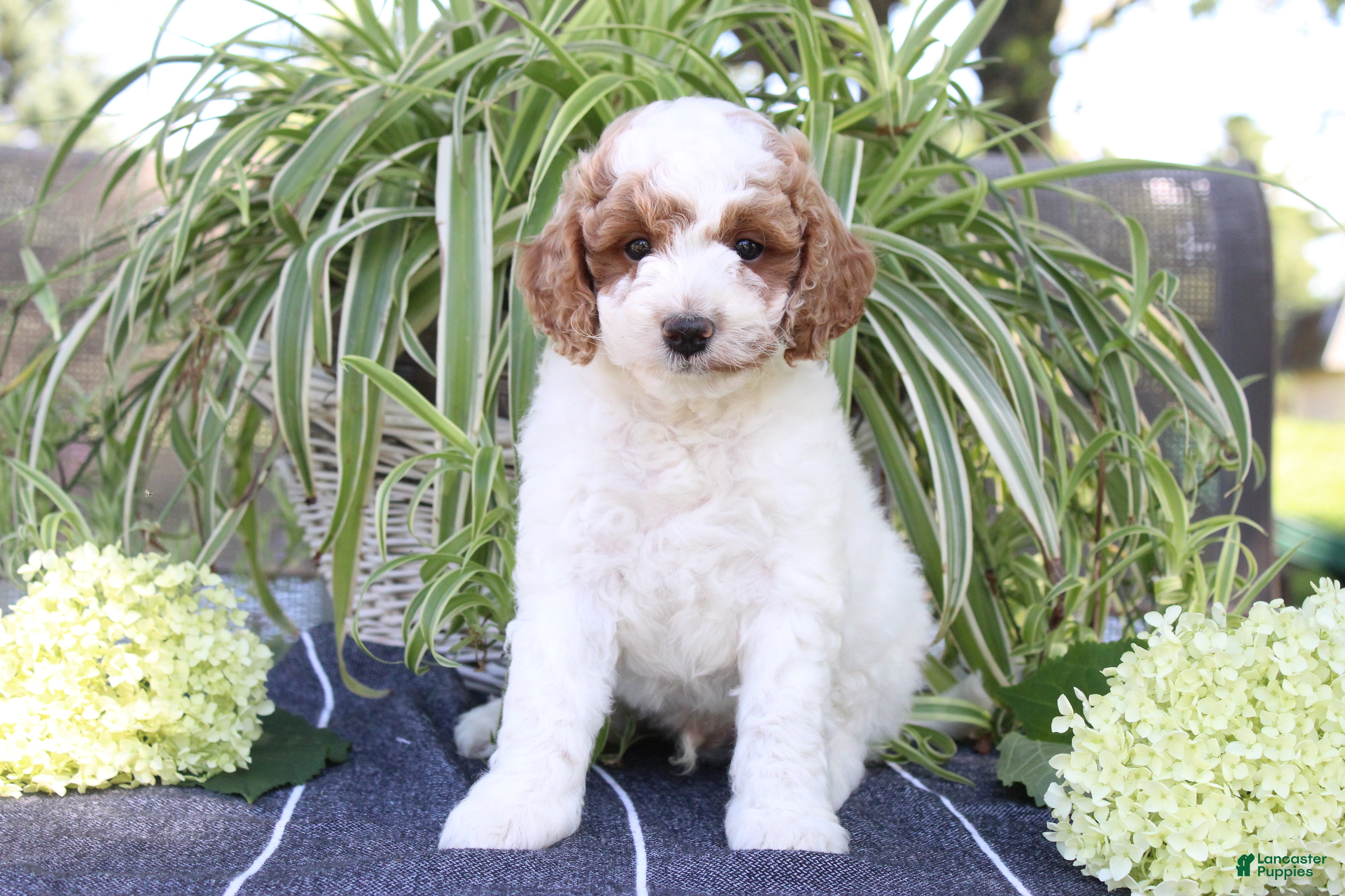 Mini Goldendoodle dogs Sprinkles - Ad 1
