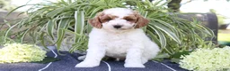 Mini Goldendoodle dogs for sale: Sprinkles - Ad 1
