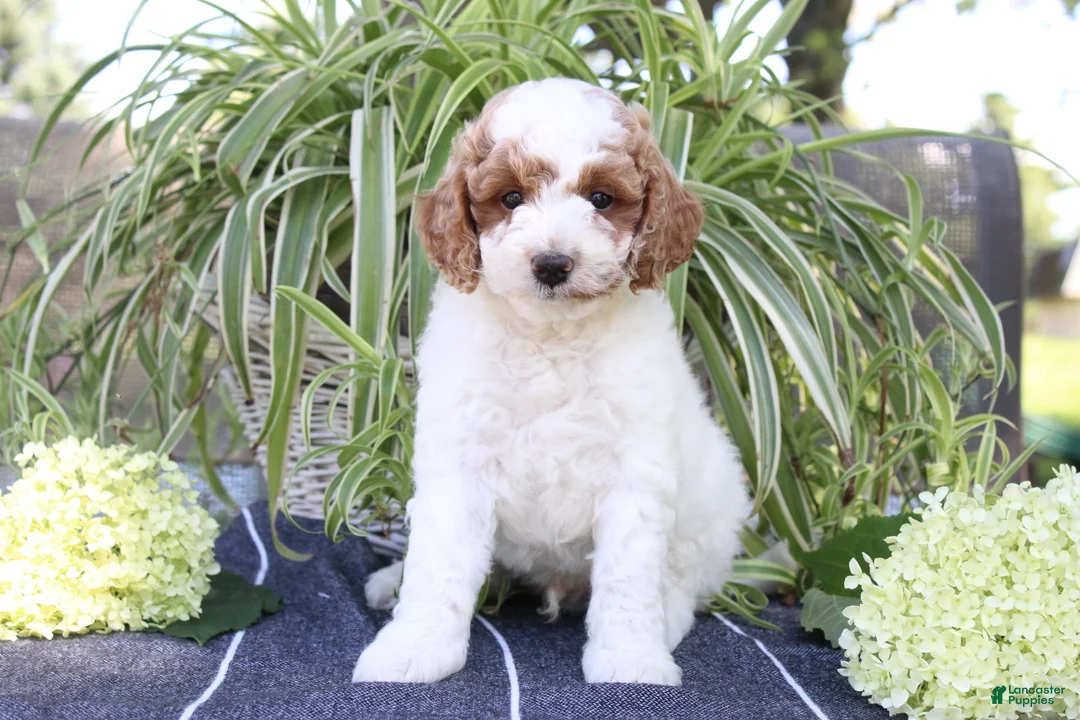 Mini Goldendoodle dogs for sale: Sprinkles - Ad 1