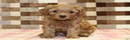 Cavapoo dogs for sale: Donny - Ad 7