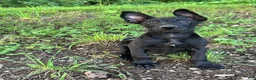 Belgian Malinois dogs for sale: Carl - Ad 3