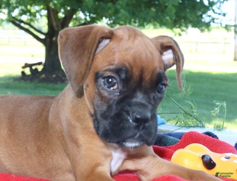 Boxer dogs Macy-  Champion lines - Ad 2