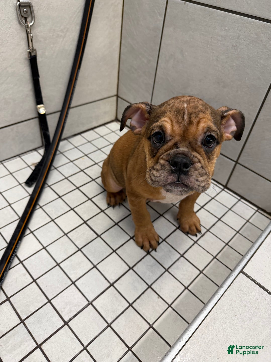 English Bulldog dogs for sale: Mocha - Ad 10