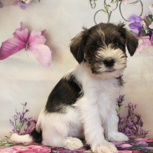 Miniature Schnauzer dogs Sienna - Ad 1