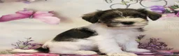 Miniature Schnauzer dogs for sale: Sienna - Ad 1