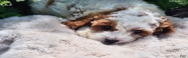Fluffy 