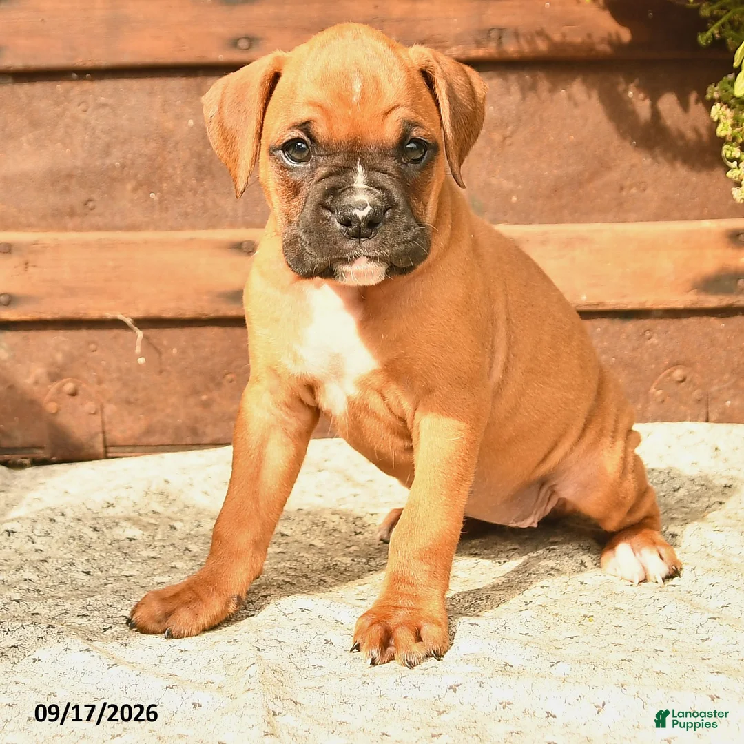 Boxer dogs for sale: Brandy - Ad 2