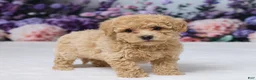 Bichpoo dogs for sale: Della - Ad 4