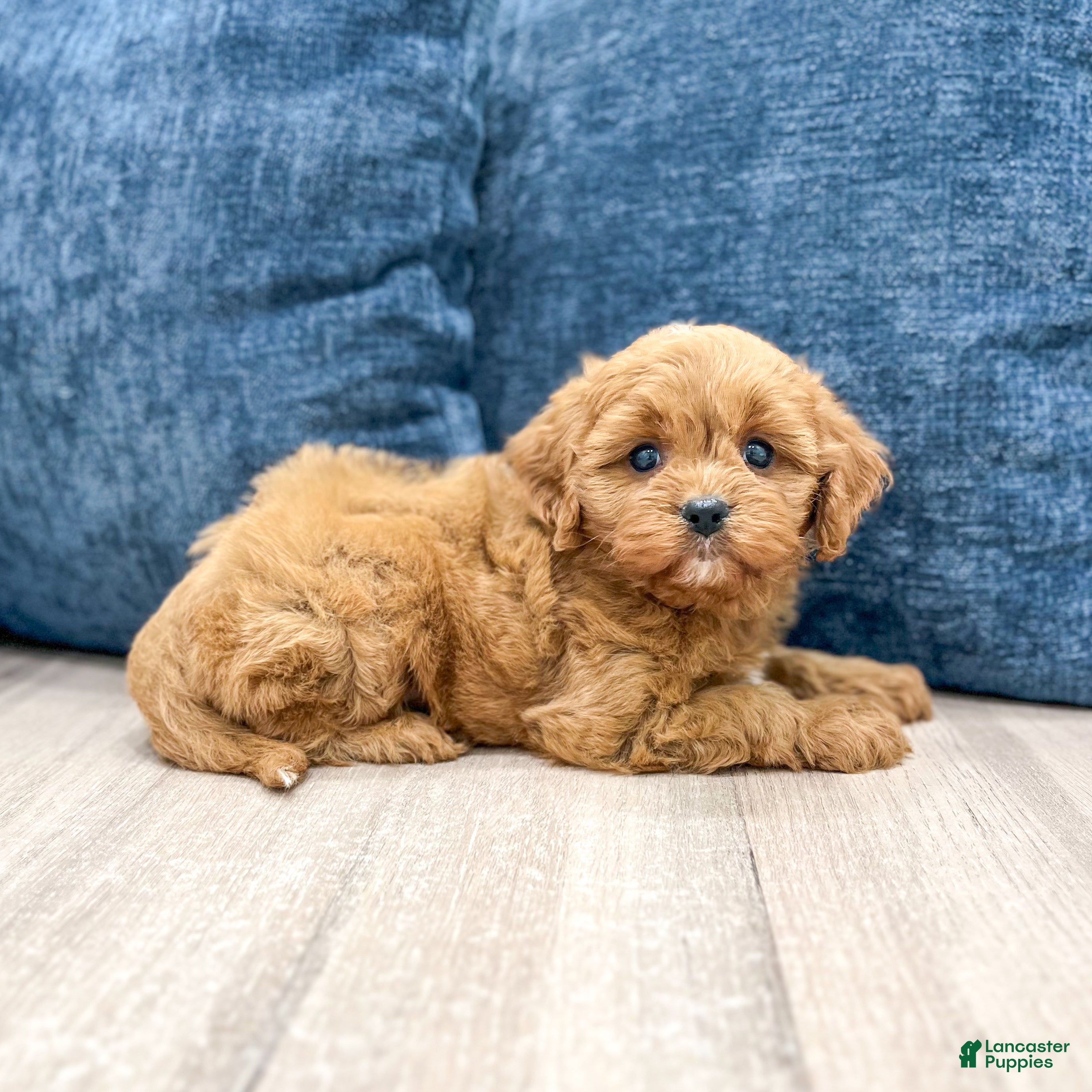 Cavapoo dogs Griffin - Ad 2