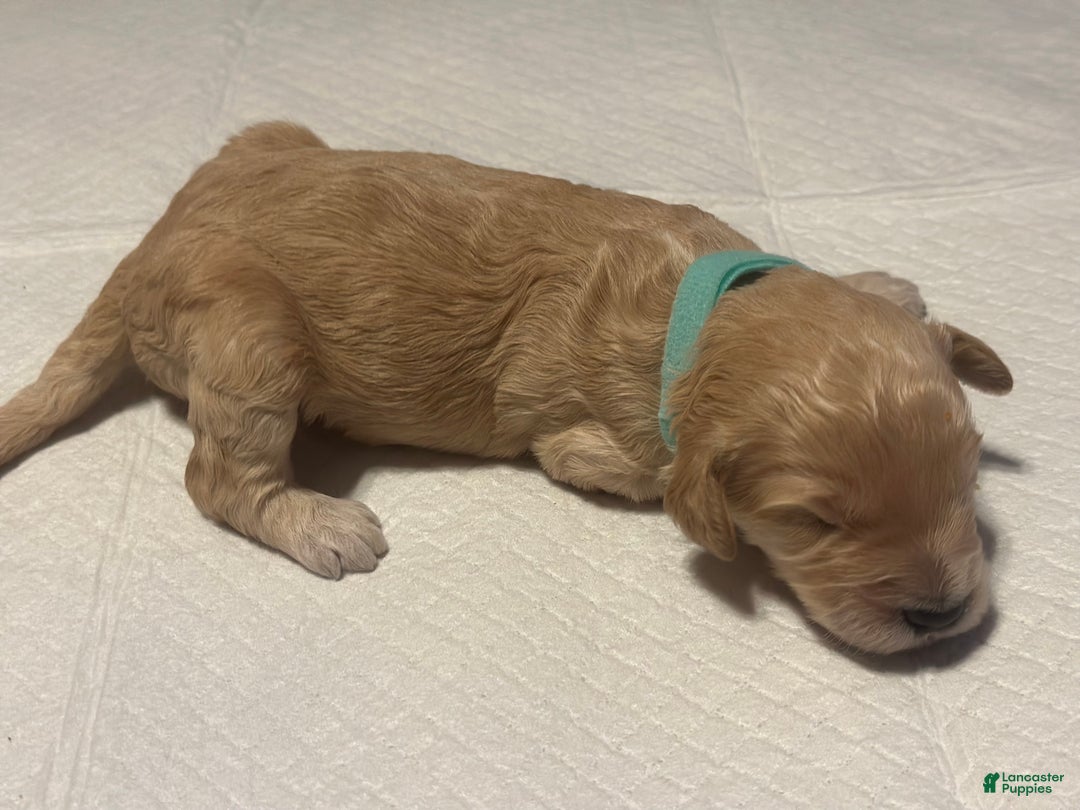 Goldendoodle dogs for sale: Buzz - Ad 2