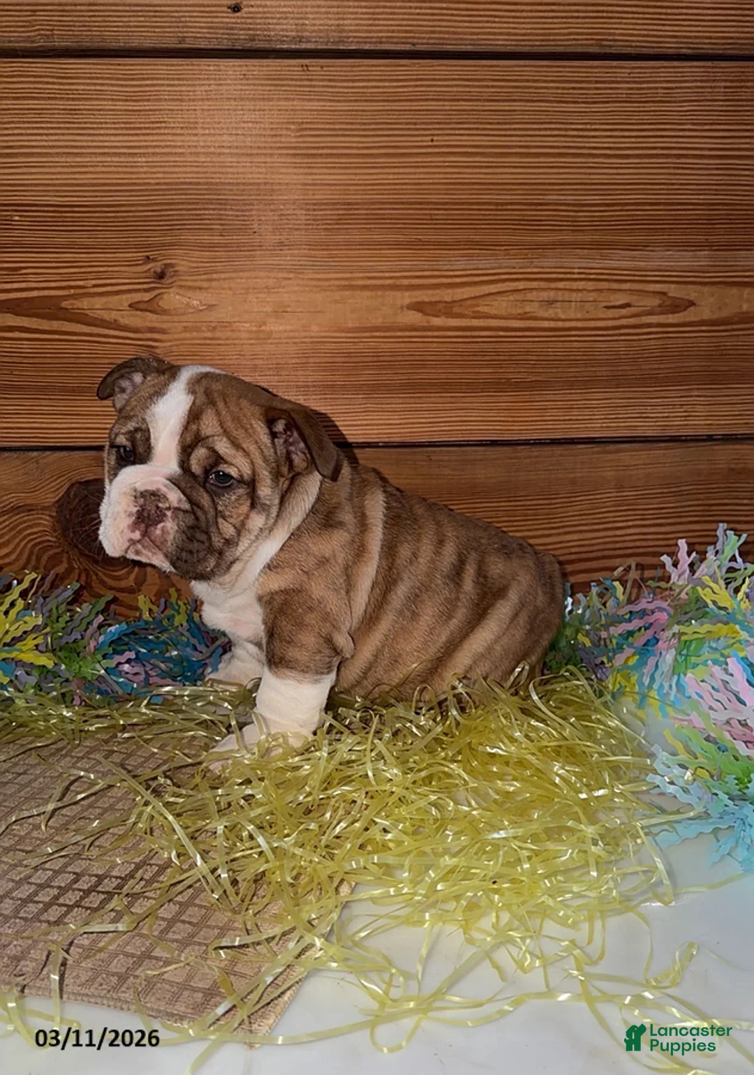 Mixed Breed dogs for sale: Jessica - Ad 1