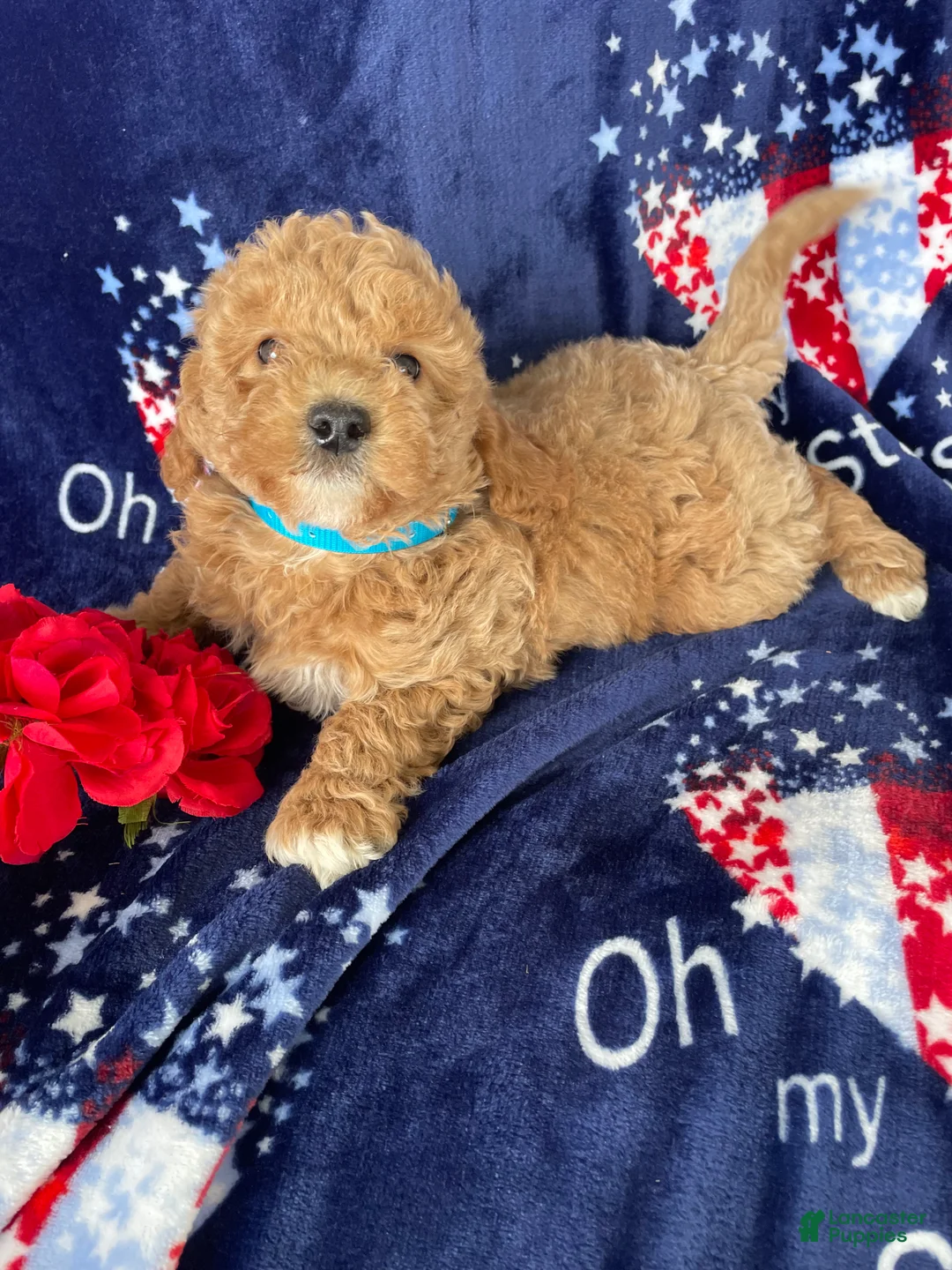 Mini Goldendoodle dogs for sale: Sparky - Ad 4