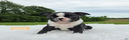 Boston Terrier dogs for sale: Jayce  - Ad 6
