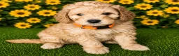 Aussiedoodle dogs for sale: Orange Collar - Ad 1